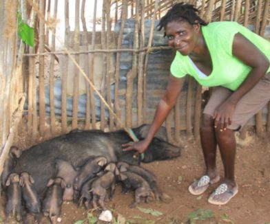  A  program participant with the sow she  selected shortly after it gave birth.